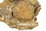 Hadrosaur Tooth, Bones & Turtle Shell in Sandstone - Wyoming #371517-1